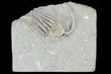 Crinoid (Macrocrinus) Fossil - Crawfordsville, Indiana #99913-1